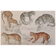 Original Antique Print of Cats, 1847 'Unframed'