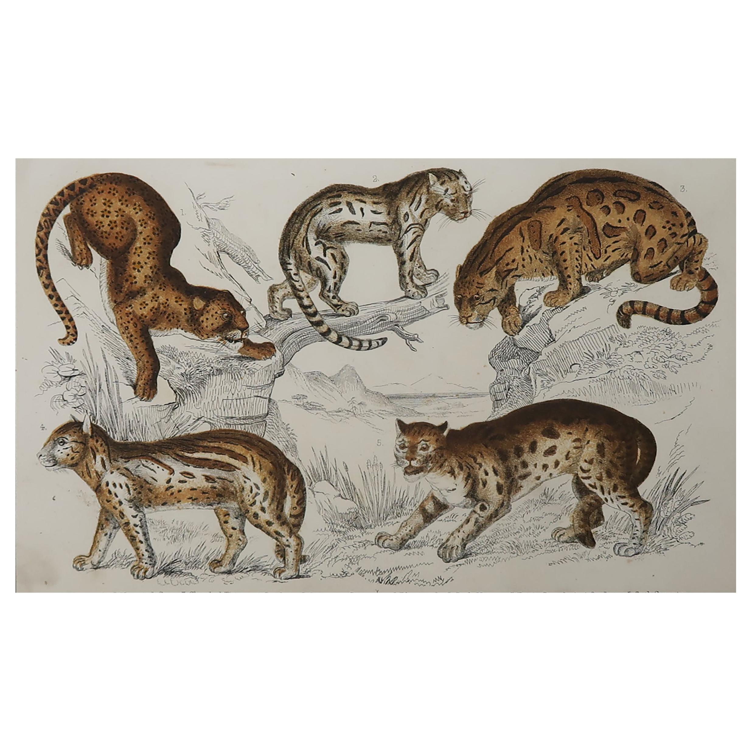 Original Antique Print of Cats, 1847 
Unframed
