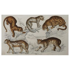 Original Antique Print of Cats, 1847 'Unframed'