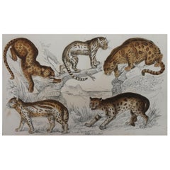 Original Antique Print of Cats, 1847 'Unframed'