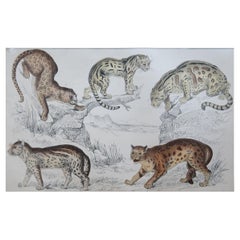 Original Antique Print of Cats, 1847 'Unframed'