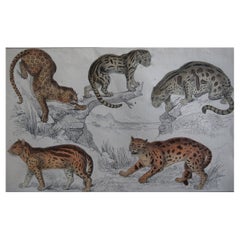 Original Antique Print of Cats, 1847 'Unframed'