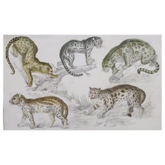Original Antique Print of Cats, 1847 'Unframed'