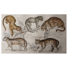 Original Antique Print of Cats, 1847 'Unframed'