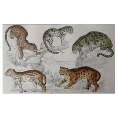 Original Antique Print of Cats, 1847 'Unframed'