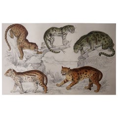 Original Antique Print of Cats, 1847 'Unframed'