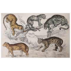 Original Antique Print of Cats, 1847 'Unframed'
