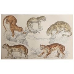 Original Antique Print of Cats, 1847 'Unframed'