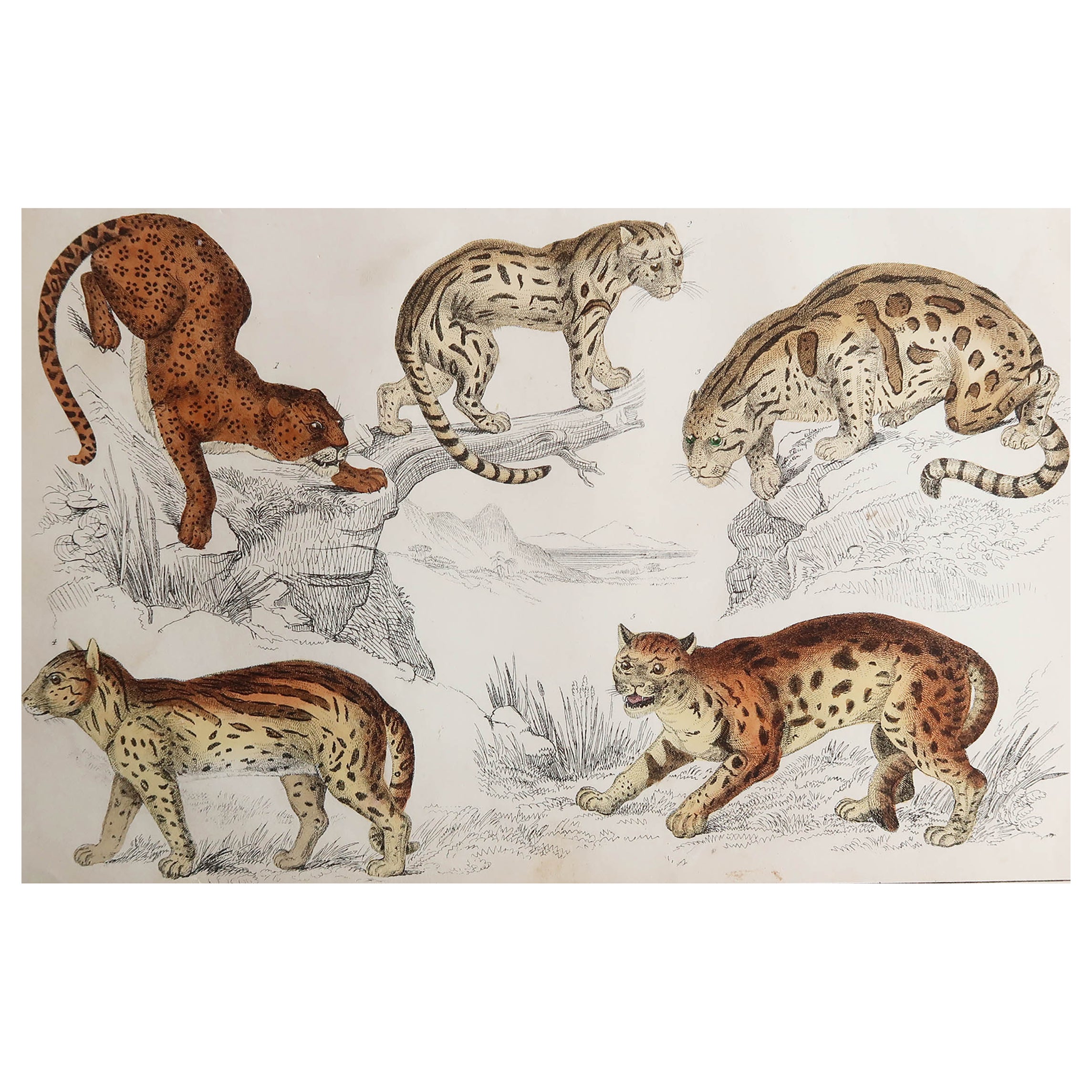 Original Antique Print of Cats, 1847 
Unframed
