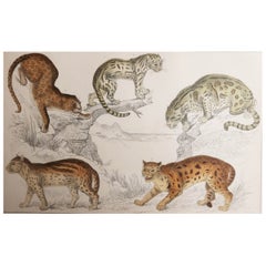 Original Antique Print of Cats, 1847 'Unframed'