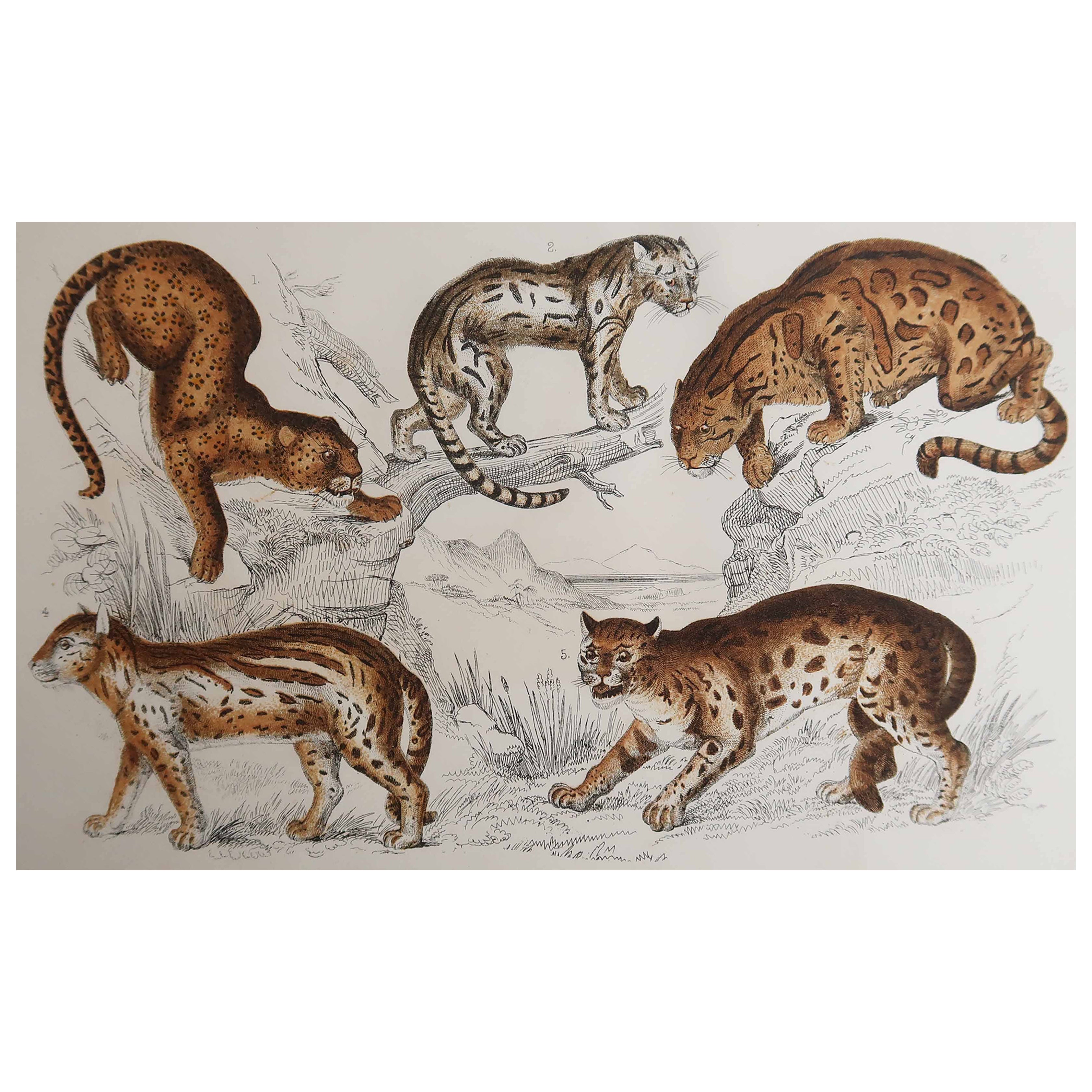 Original Antique Print of Cats, 1847 'Unframed' im Angebot