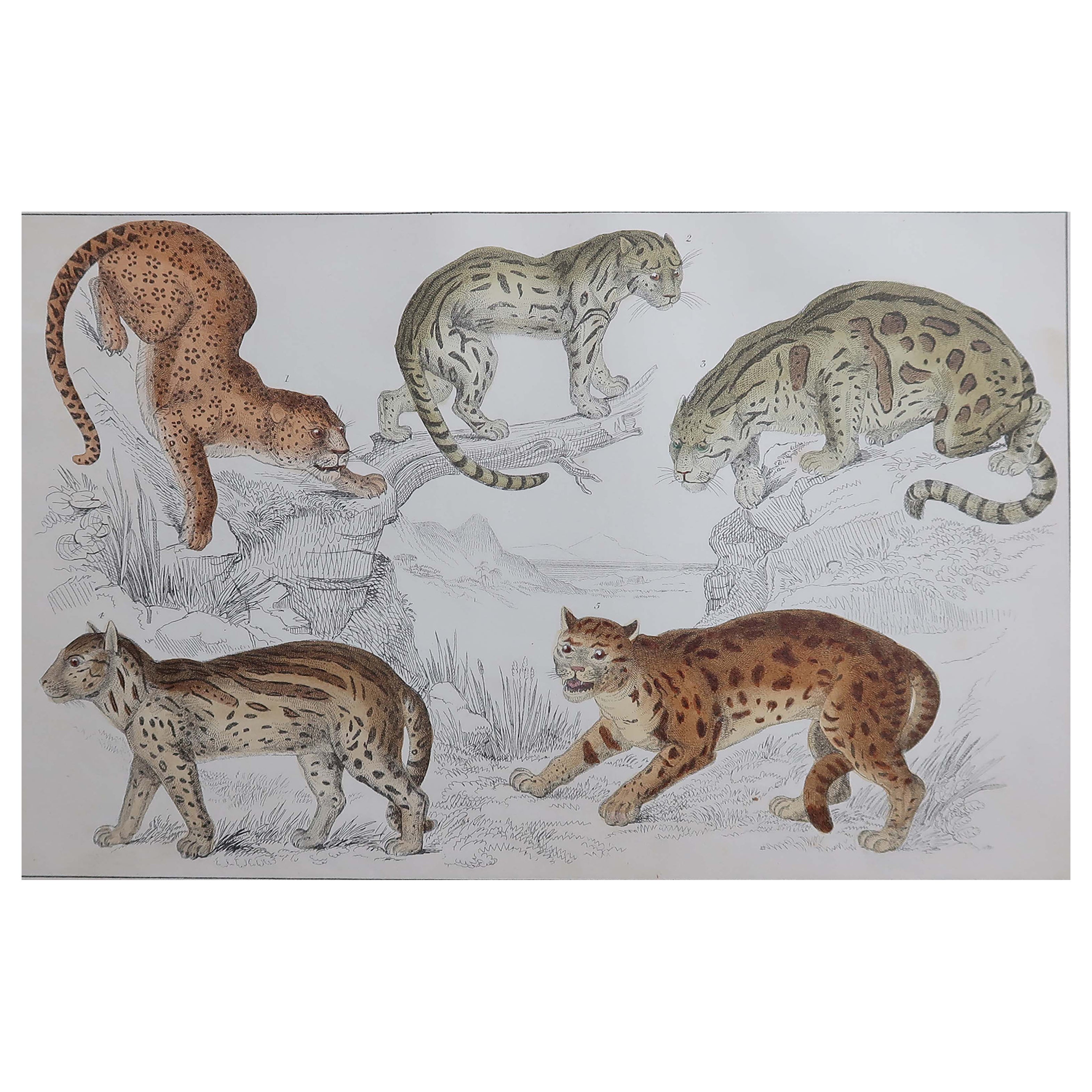 Original Antique Print of Cats, 1847 
Unframed
