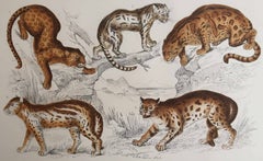 Original Antique Print of Cats, 1847 'Unframed'