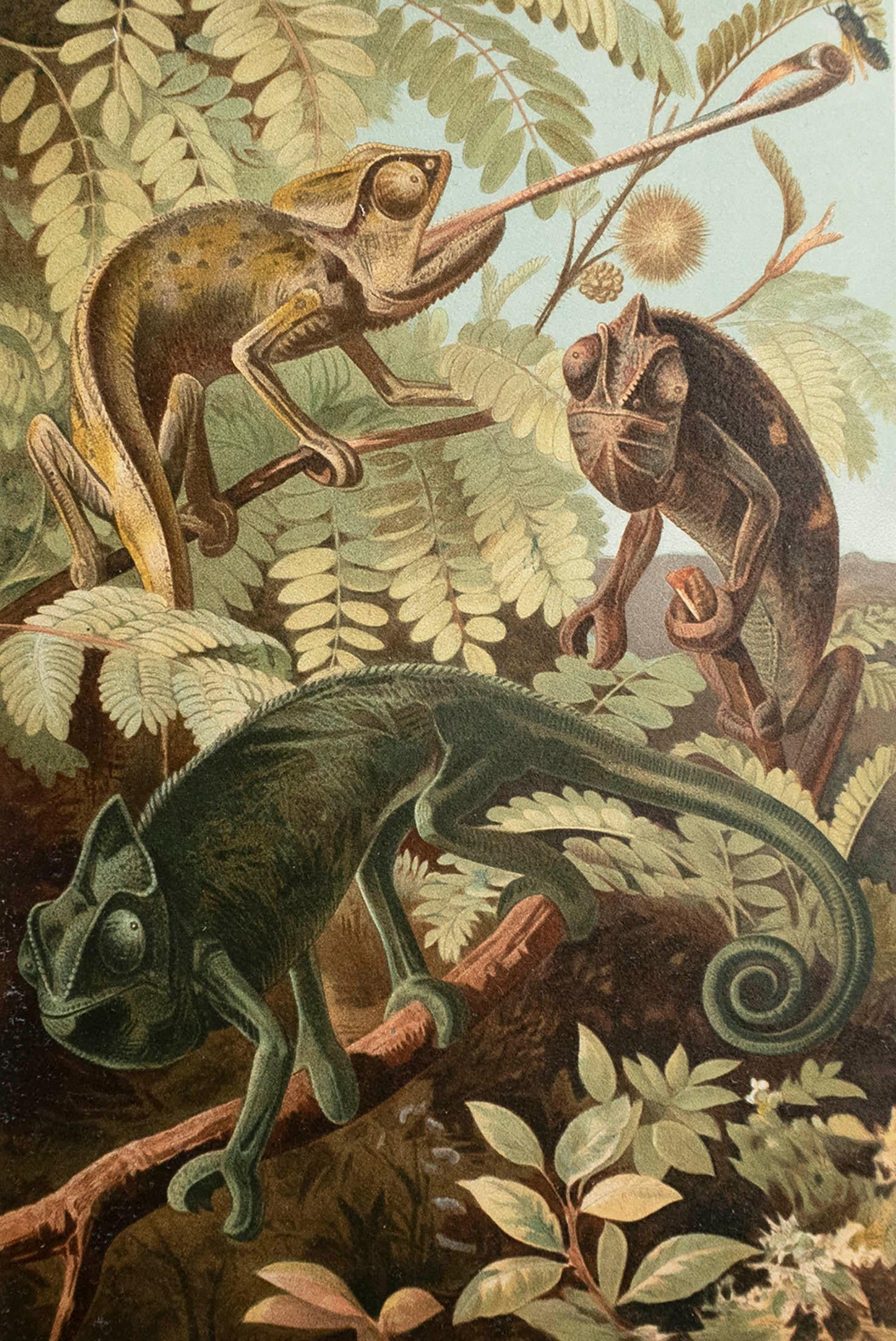 Great image of chameleons

Unframed. 

Chromo-lithograph

Published, C.1900

The measurement is the paper size of the print

Free shipping.




