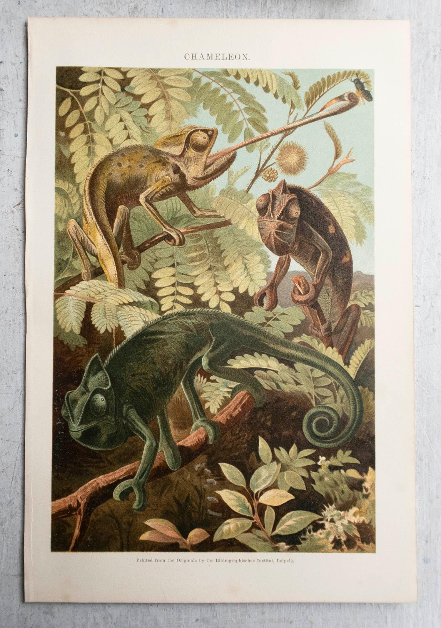 Folk Art Original Antique Print of Chameleons. C.1900