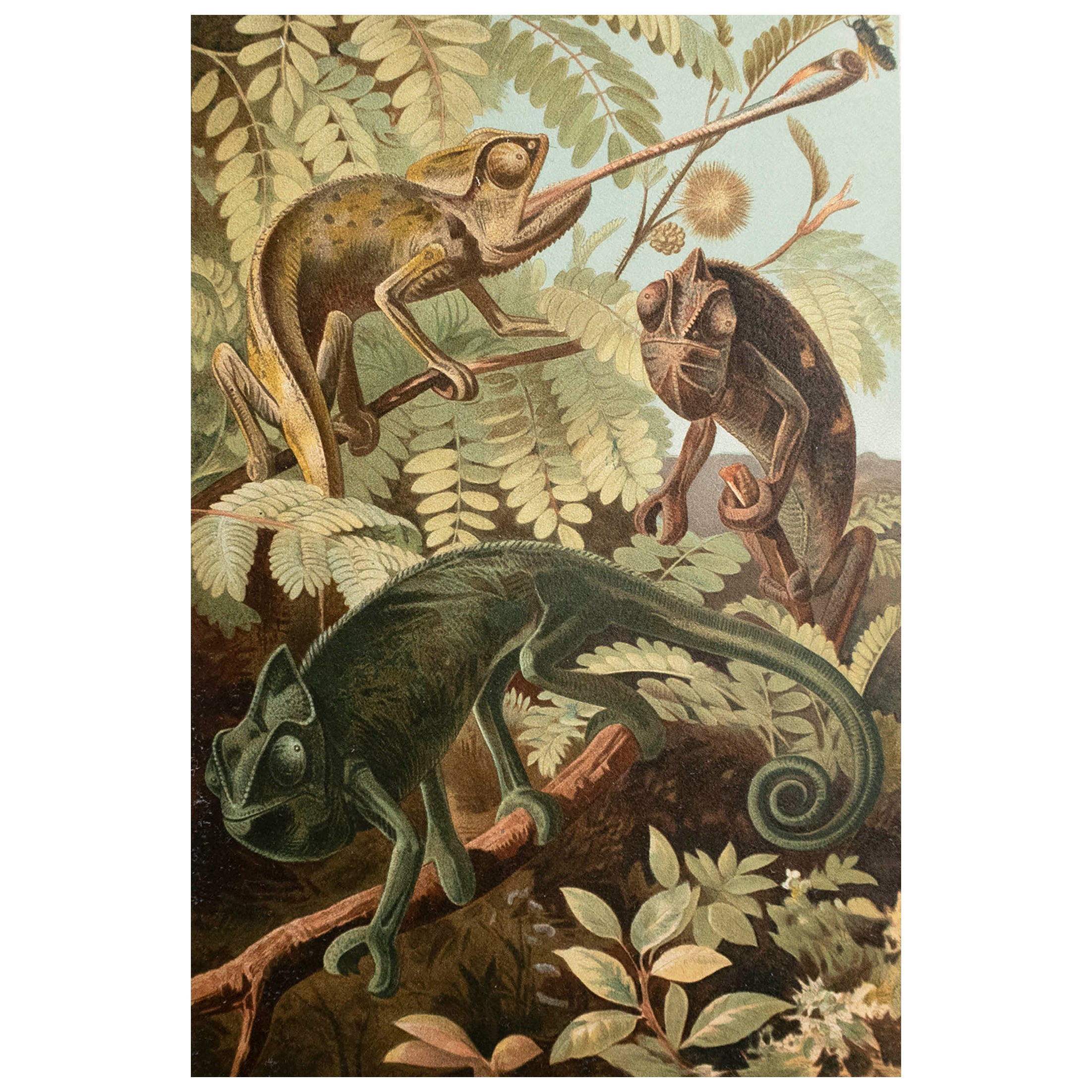 Original Antique Print of Chameleons. C.1900
