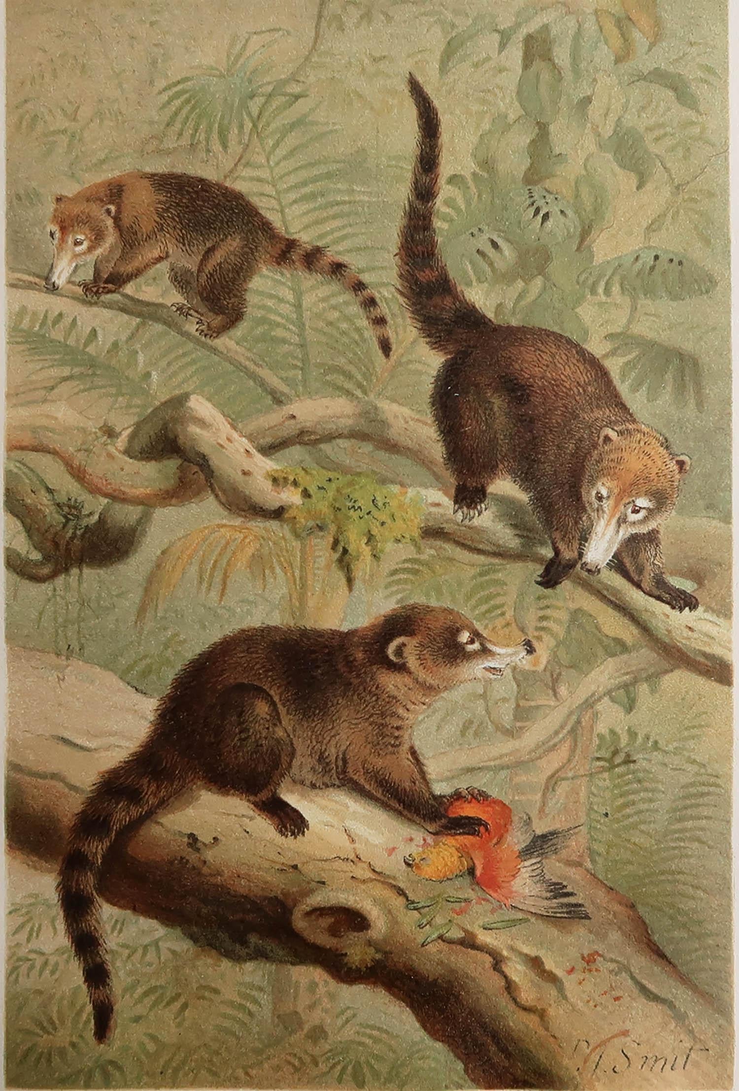 Great image of coatis

Unframed. It gives you the option of perhaps making a set up using your own choice of frames.

Chromolithograph after the original artwork by P.J Smit

Published by F.Warne, C.1890

Free shipping.






