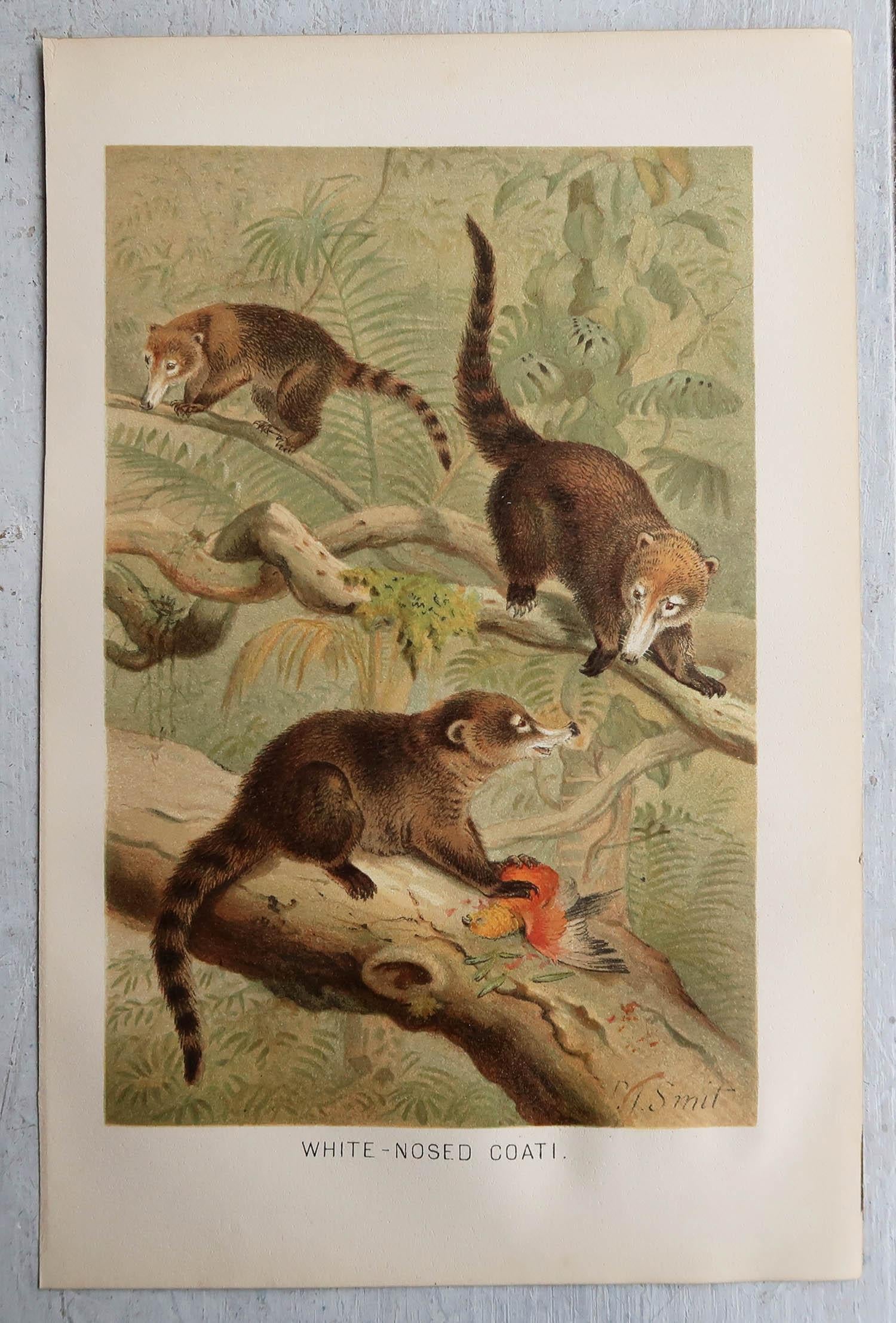 Folk Art Original Antique Print of Coatis, C.1890 For Sale