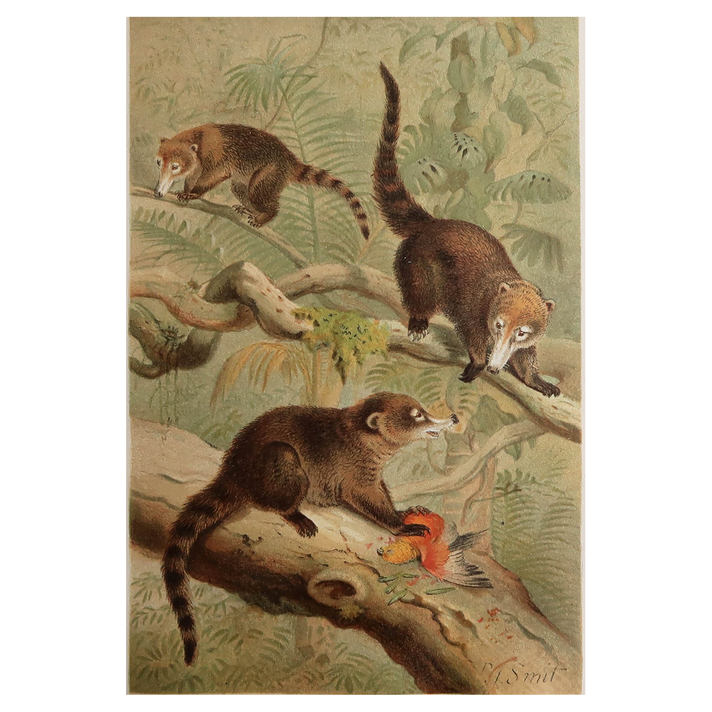 Original Antique Print of Coatis, C.1890