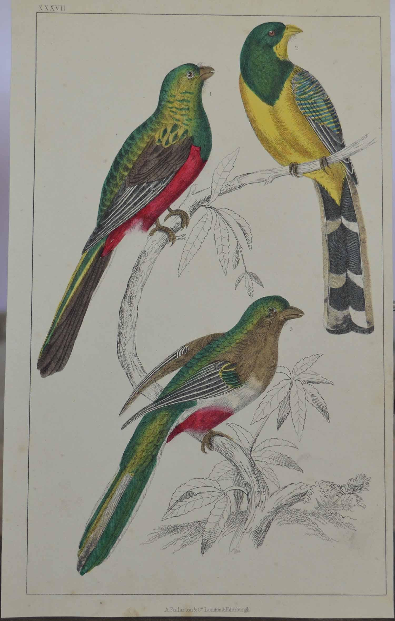 Great image of couroucoui

I have listed several loose natural history prints in the same series.

Unframed. It gives you the option of perhaps making a set up using your own choice of frames.

Lithograph after Cpt. Brown with original hand