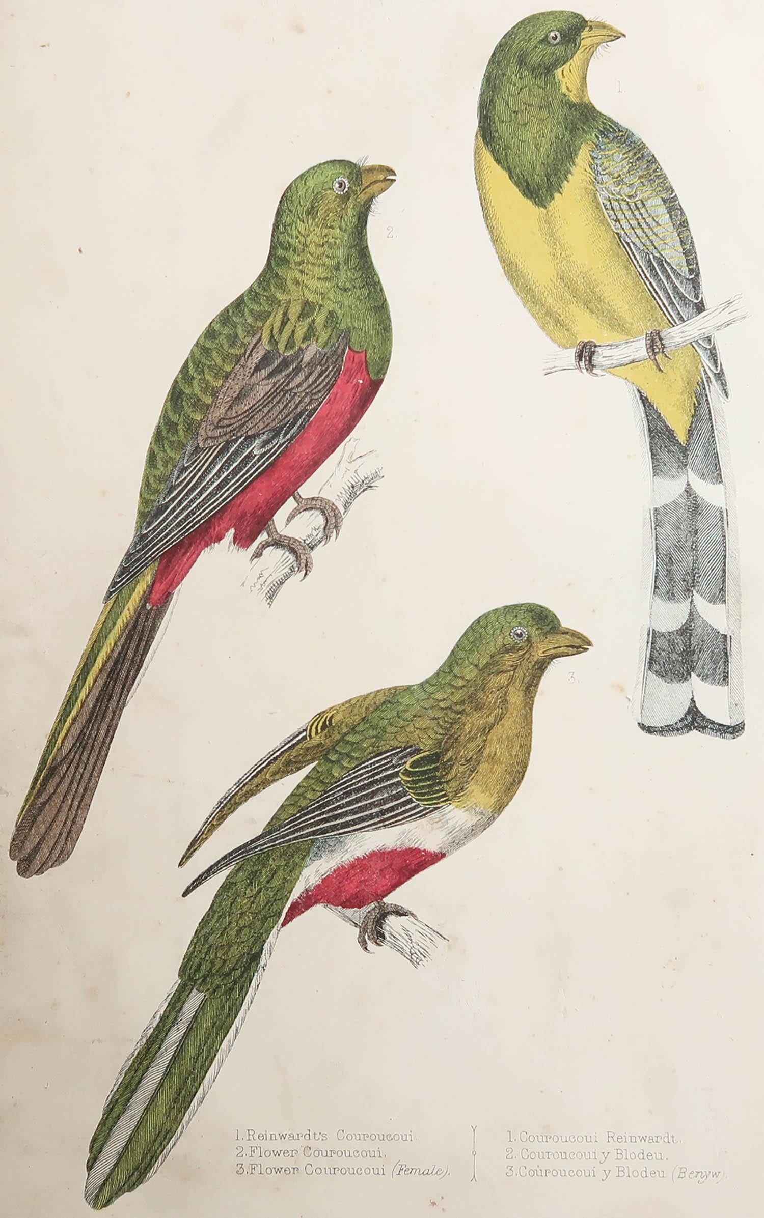 Belle image de Couroucoui

Non encadré. Il vous donne la possibilité de réaliser un montage en utilisant les cadres de votre choix.

Lithographie d'après le Cpt. Brown avec couleur originale à la main.

Publié en 1847.

Expédition gratuite






