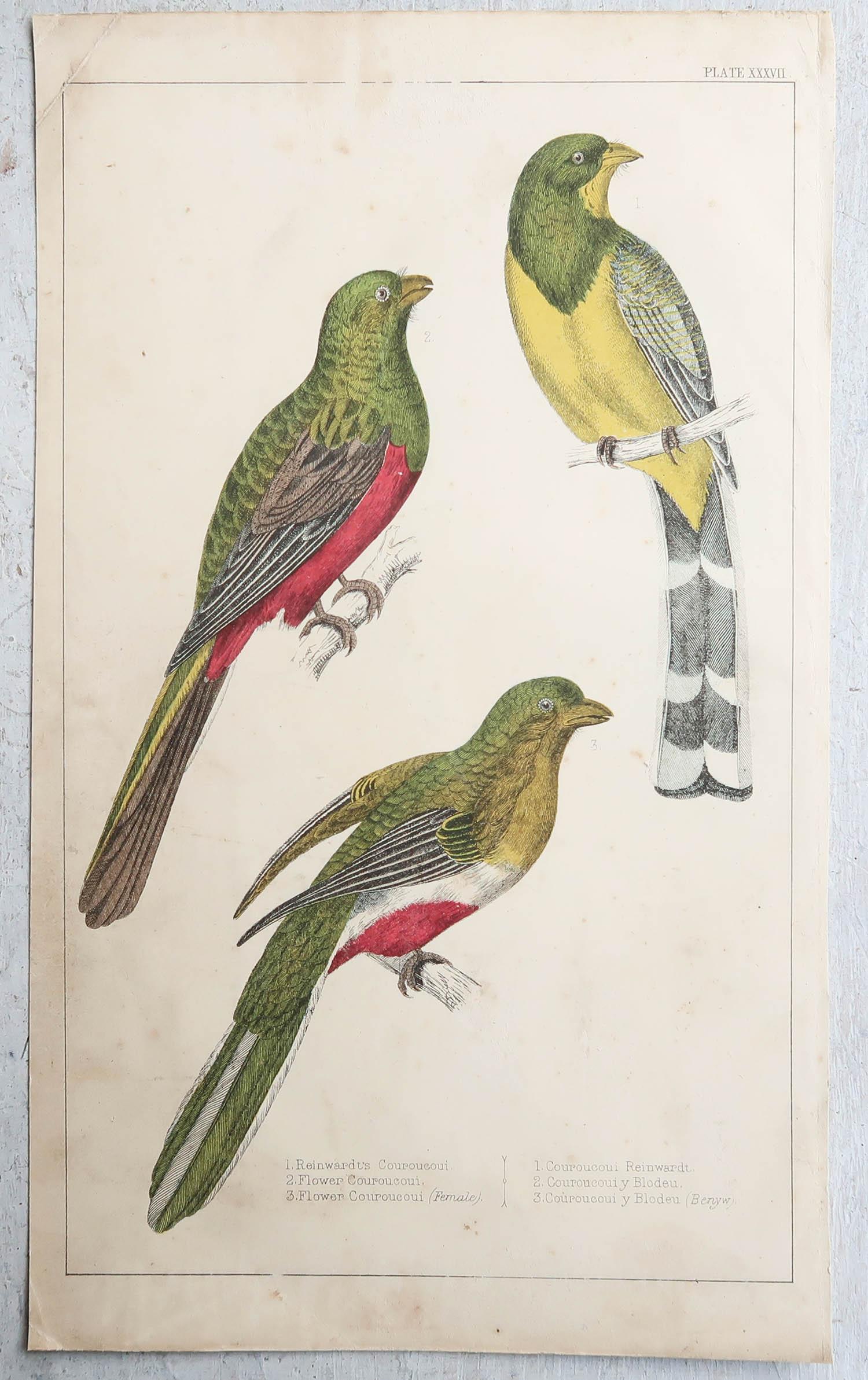 Anglais Impression originale et ancienne de Couroucoui, 1847, non encadrée en vente