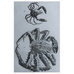 Original Antique Print of Crabs, C.1790