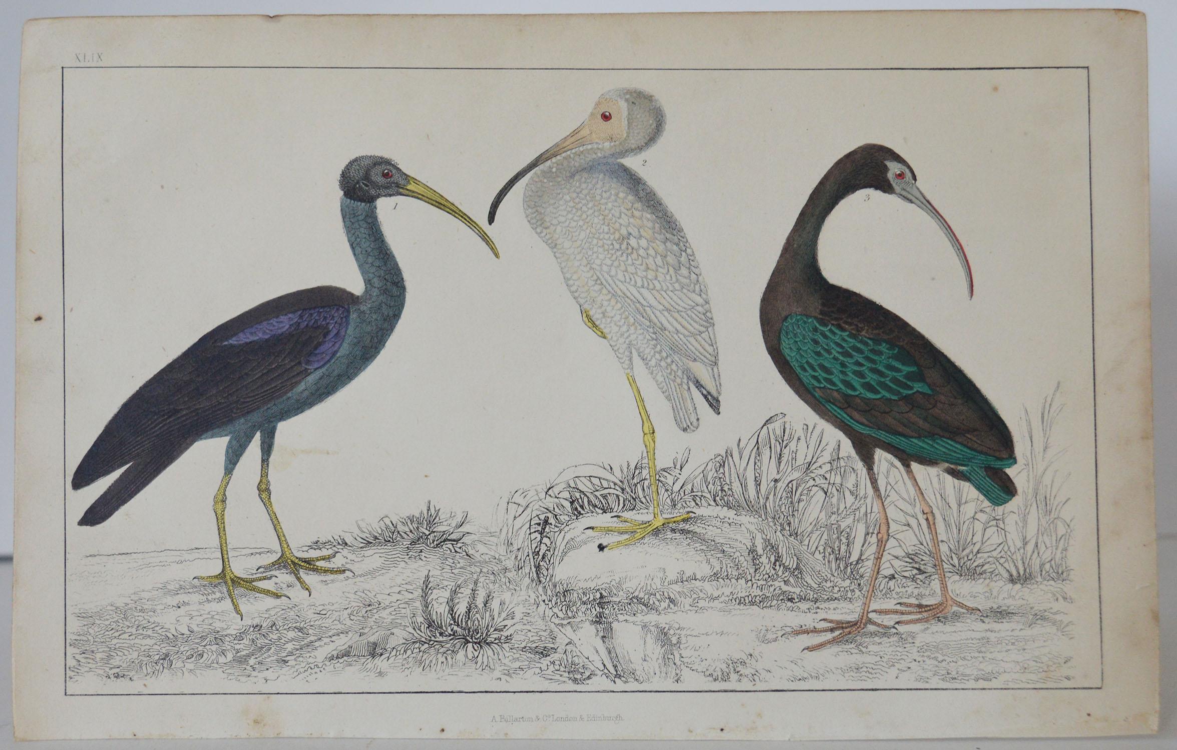 Great image of cranes

Unframed. It gives you the option of perhaps making a set up using your own choice of frames.

Lithograph after Cpt. Brown with original hand color.

Published 1847.

Free shipping.




  