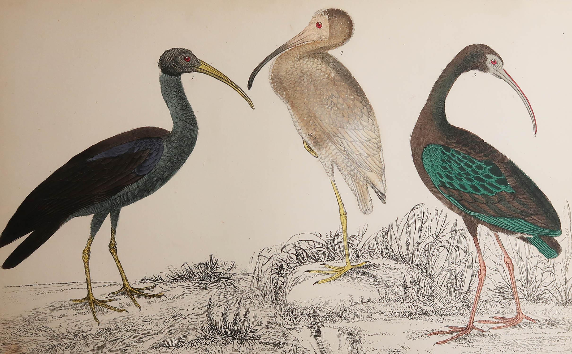 Great image of cranes

Unframed. It gives you the option of perhaps making a set up using your own choice of frames.

Lithograph after Cpt. brown with original hand color.

Published, 1847.





