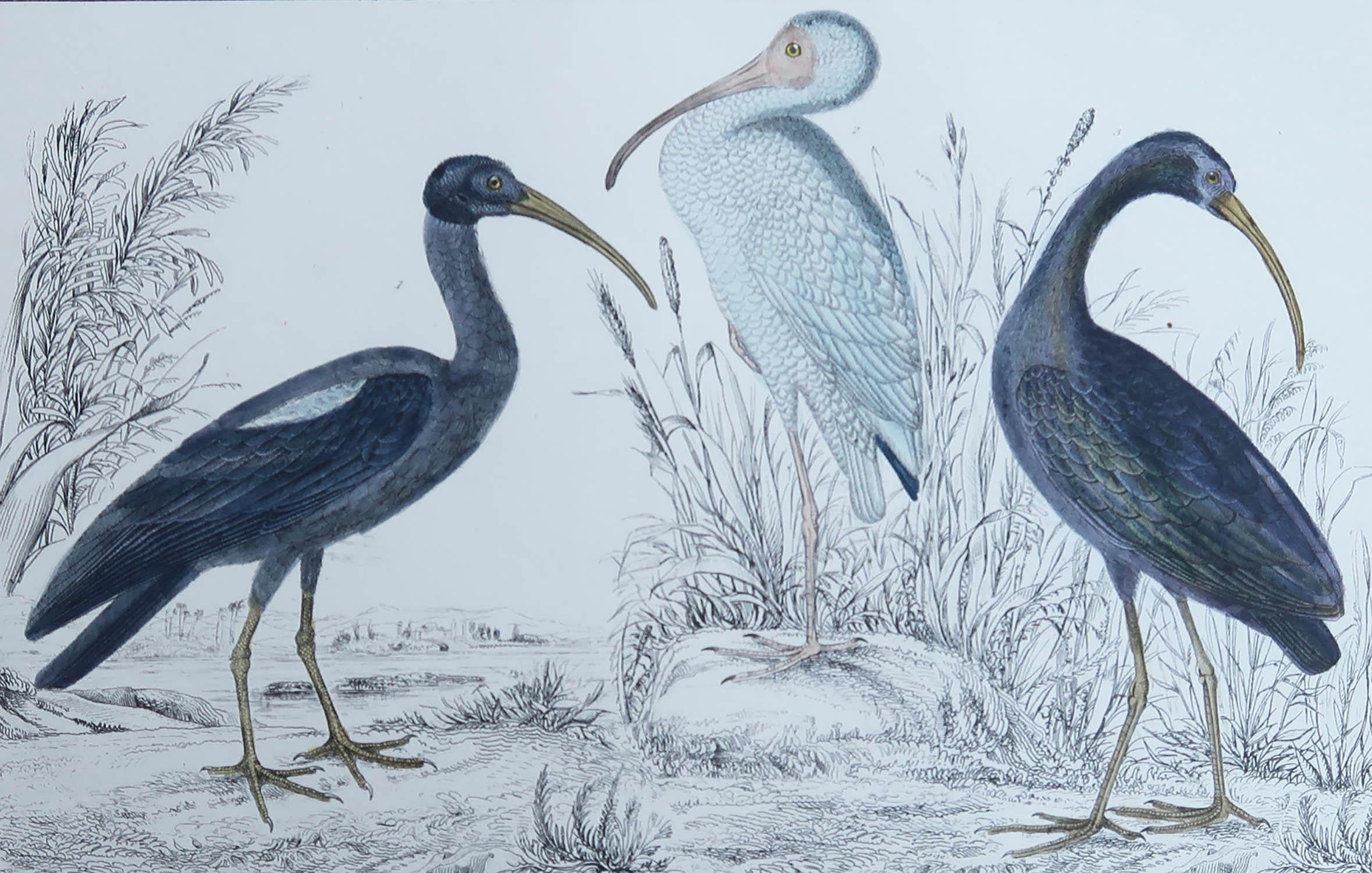 Great image of cranes

Unframed. It gives you the option of perhaps making a set up using your own choice of frames.

Lithograph after Cpt. brown with original hand color.

Published, 1847.

Free shipping




