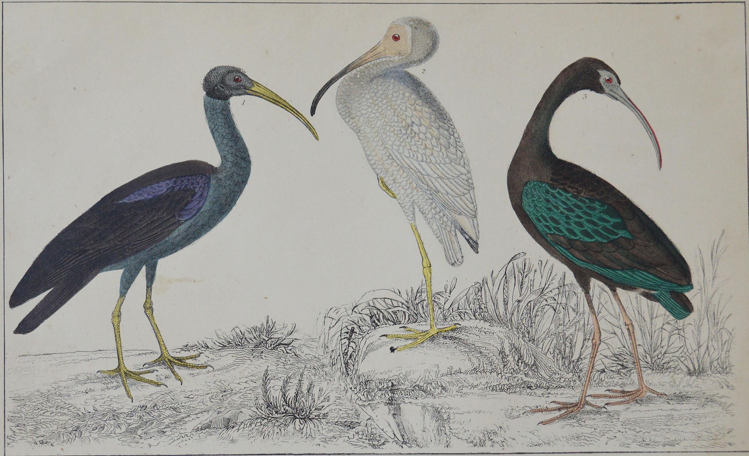 Folk Art Original Antique Print of Cranes, 1847 'Unframed'