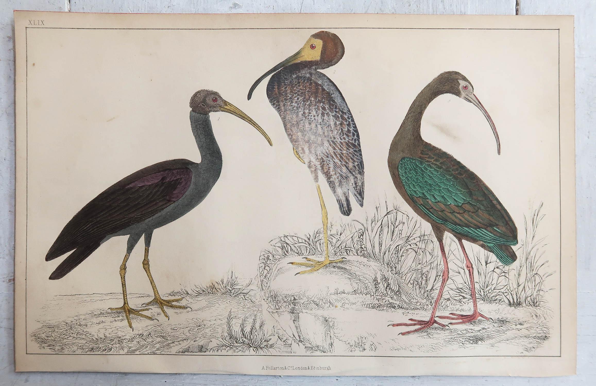 Folk Art Original Antique Print of Cranes, 1847 'Unframed'