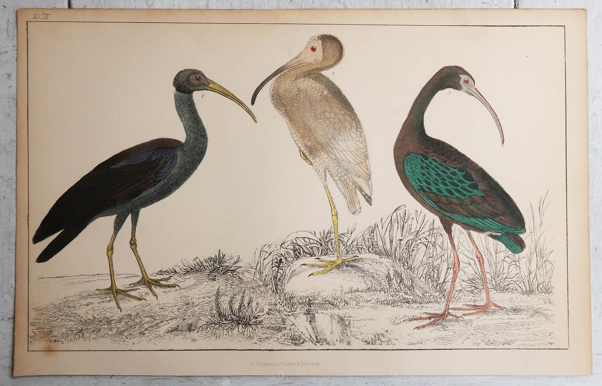 Folk Art Original Antique Print of Cranes, 1847 'Unframed' For Sale