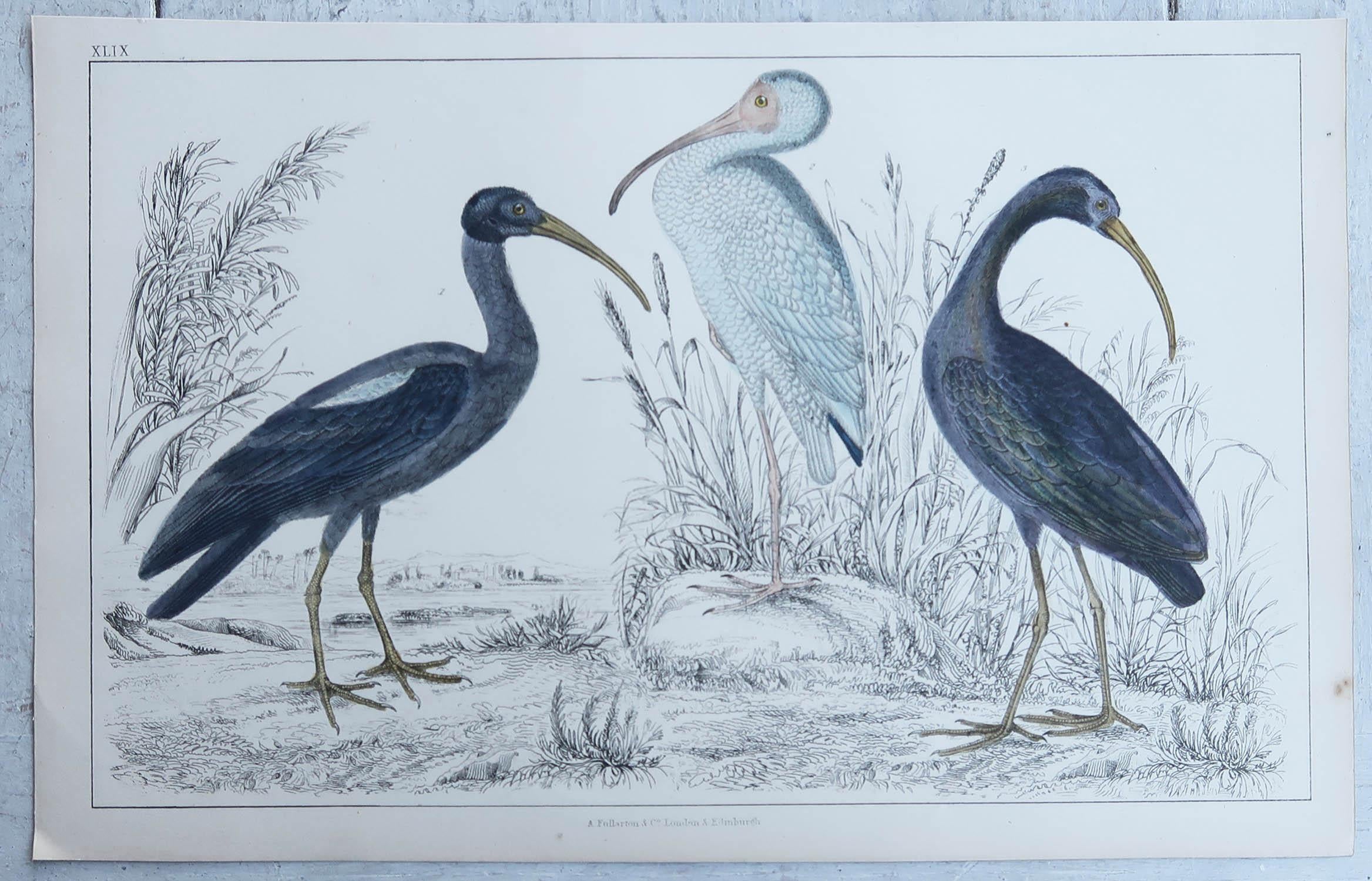 Folk Art Original Antique Print of Cranes, 1847 'Unframed' For Sale