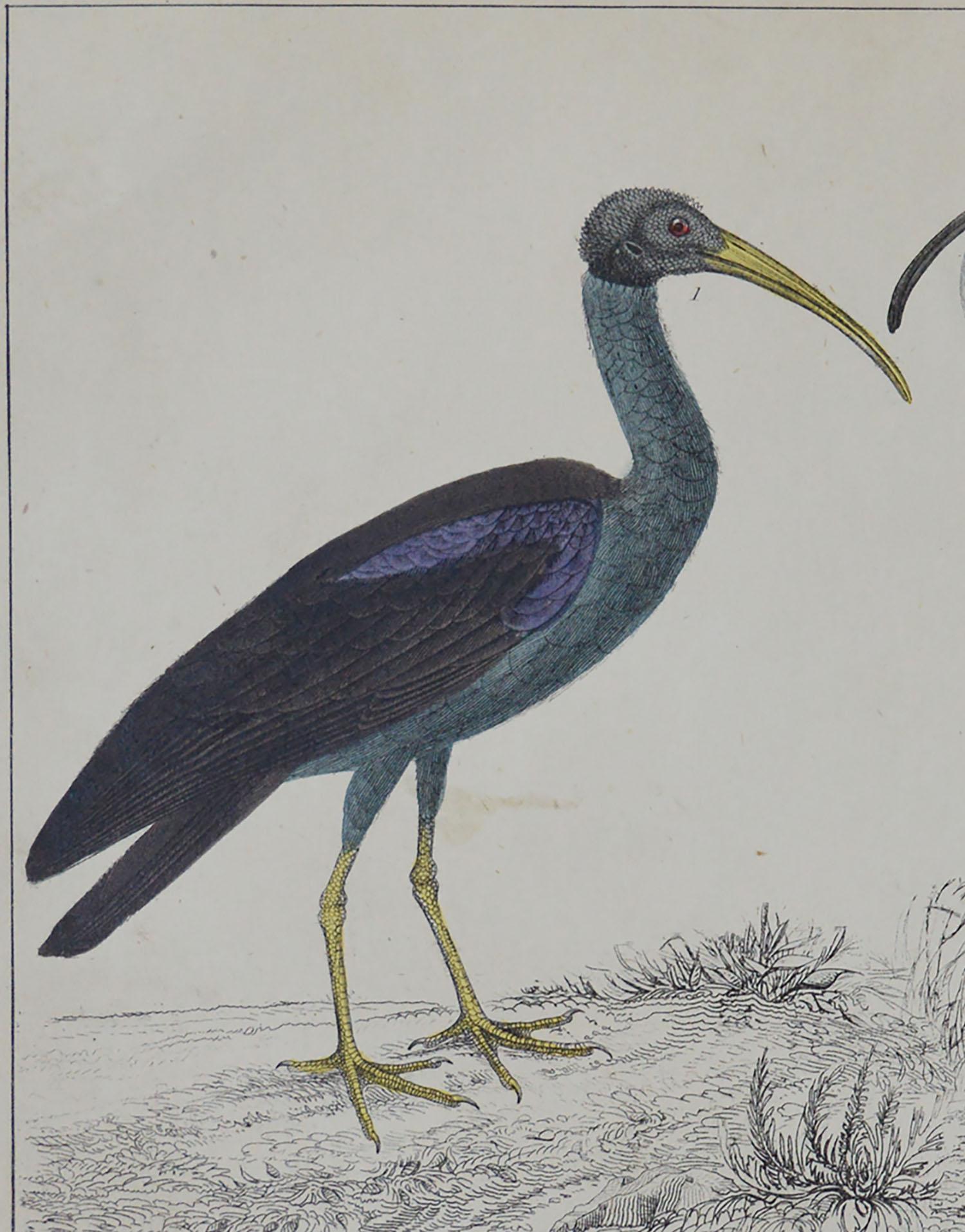 English Original Antique Print of Cranes, 1847 'Unframed'