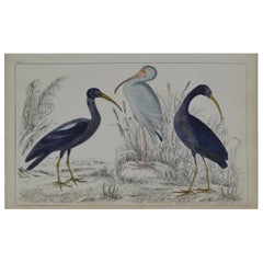 Original Antique Print of Cranes, 1847 'Unframed'