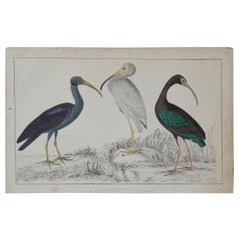 Original Antique Print of Cranes, 1847 'Unframed'