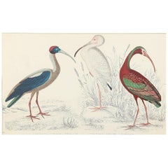 Original Antique Print of Cranes, 1847 'Unframed'