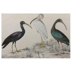 Original Antique Print of Cranes, 1847 'Unframed'