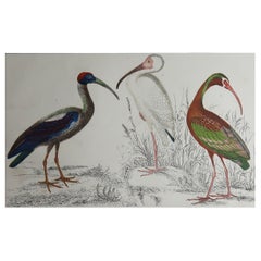 Original Antique Print of Cranes, 1847 'Unframed'