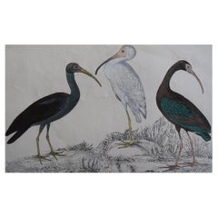 Original Antique Print of Cranes, 1847 'Unframed'