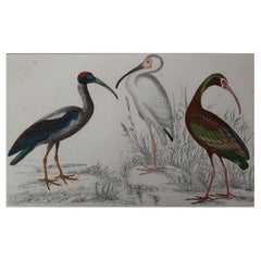 Original Antique Print of Cranes, 1847 'Unframed'