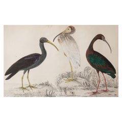 Original Antique Print of Cranes, 1847 'Unframed'
