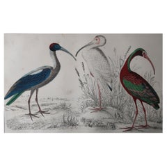 Original Antique Print of Cranes, 1847 'Unframed'