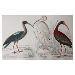 Original Antique Print of Cranes, 1847 'Unframed'