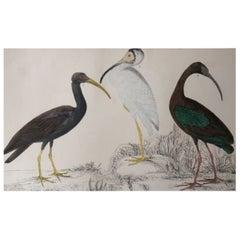 Original Antique Print of Cranes, 1847 'Unframed'