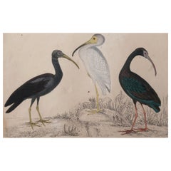 Original Antique Print of Cranes, 1847 'Unframed'