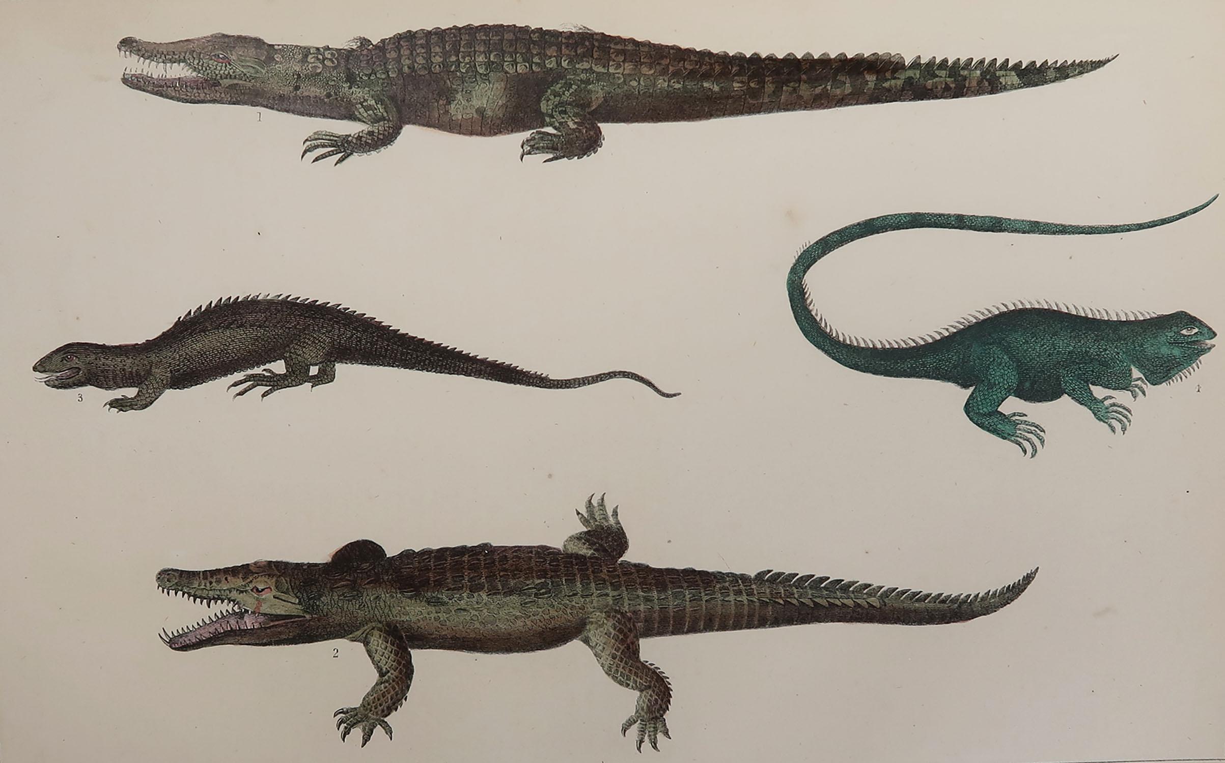 Great image of crocodiles and alligators.

Unframed. It gives you the option of perhaps making a set up using your own choice of frames.

Lithograph after Cpt. Brown with original hand color.

Published 1847.

Free shipping.






  