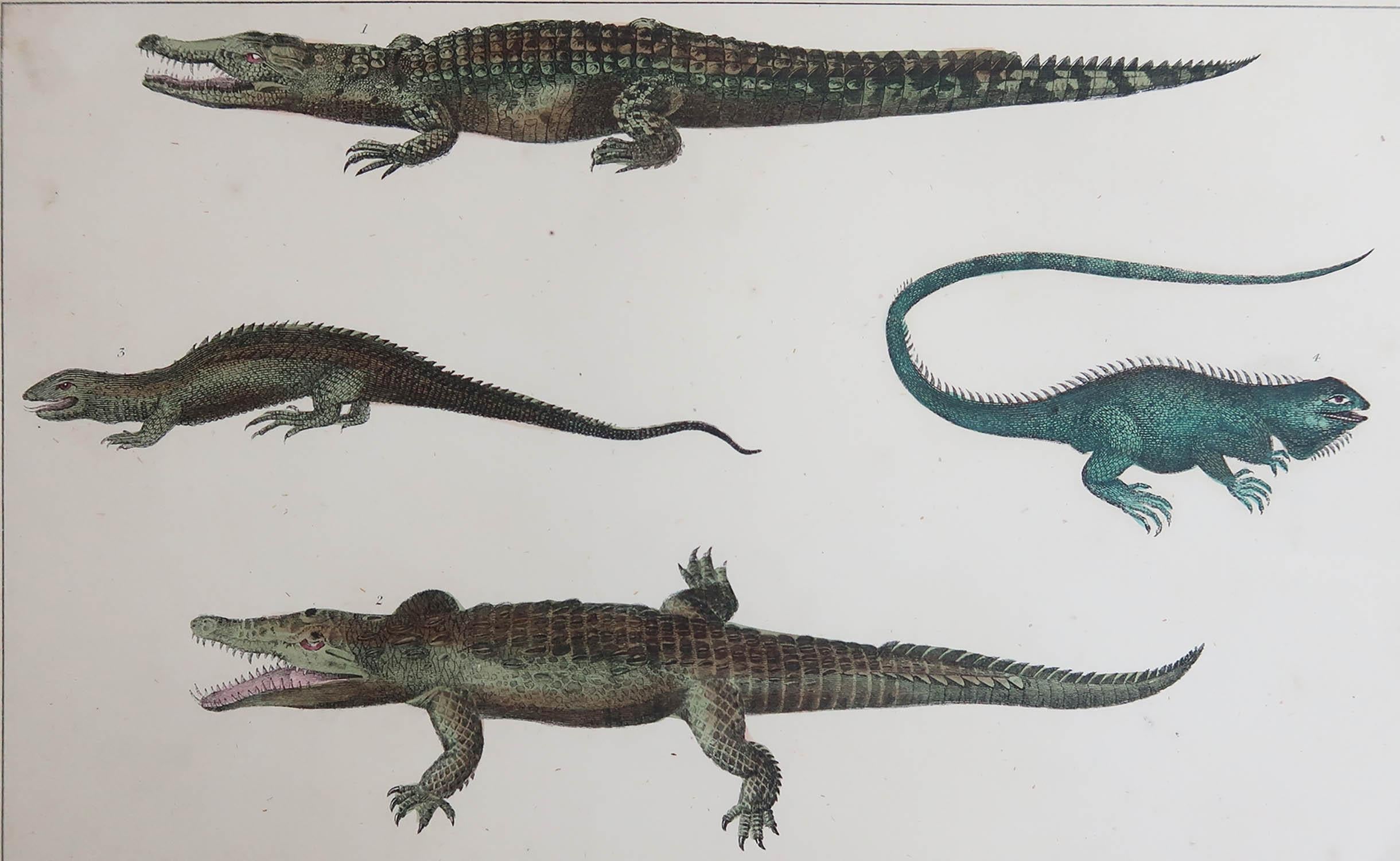 Great image of crocodiles and alligators.

Unframed. It gives you the option of perhaps making a set up using your own choice of frames.

Lithograph after Cpt. Brown with original hand color.

Published 1847.








 