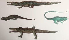 Original Antique Print of Crocodiles, 1847 'Unframed'